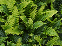 Hardy Fern Blechnum spicant